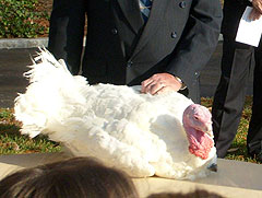 Turkey Pardoned