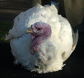 Turkeys are big business in Missouri