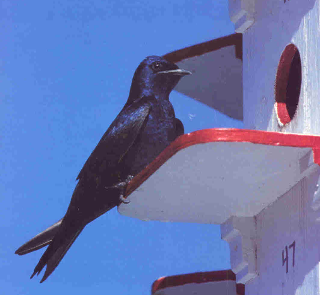 Adult male purple martin (purplemartin.org)