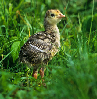 Wild turkey poult