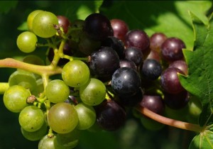 Grapes at Stone Hill Winery in Hermann (photo courtesy; missouriwine.org)