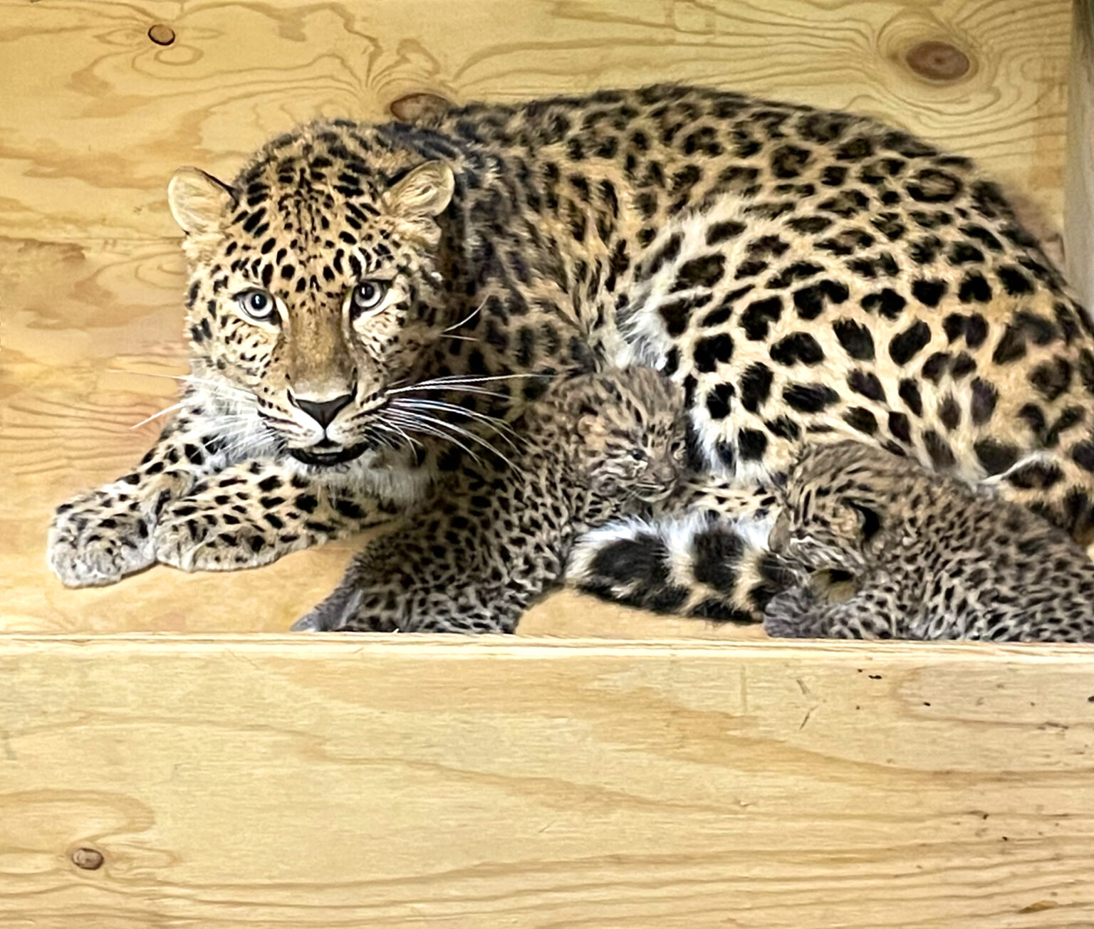 Saint Louis Zoo announces new attraction that will cost over $200