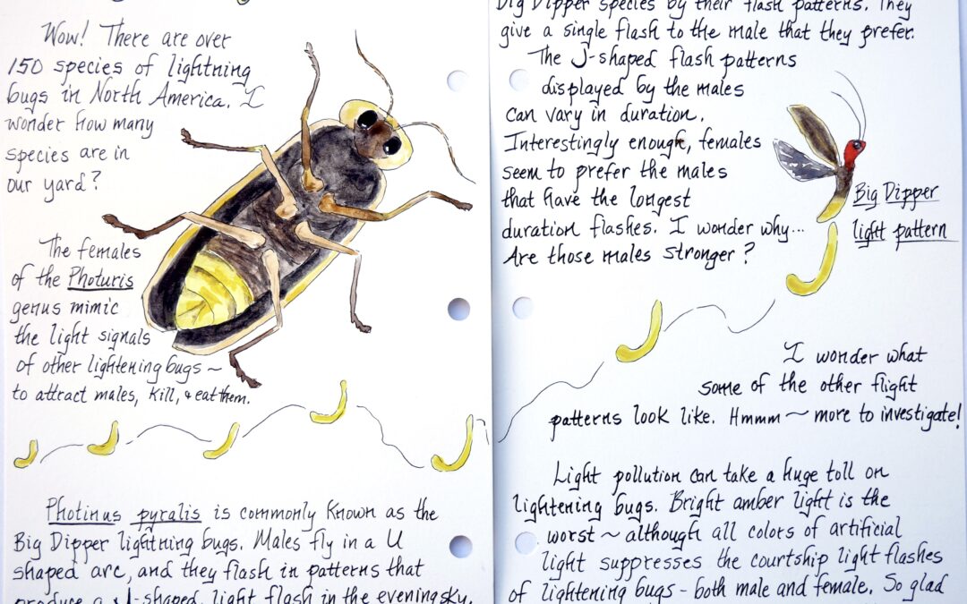 Learn about nature journaling at Current River State Park (LISTEN)