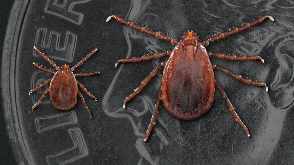 Farmers need to be on high alert for a newly discovered tick (LISTEN)