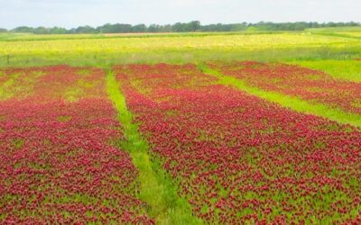 MU grant to help double acreage of cover crops in U.S. by 2030