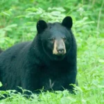 Photo courtesy of the Missouri Department of Conservation