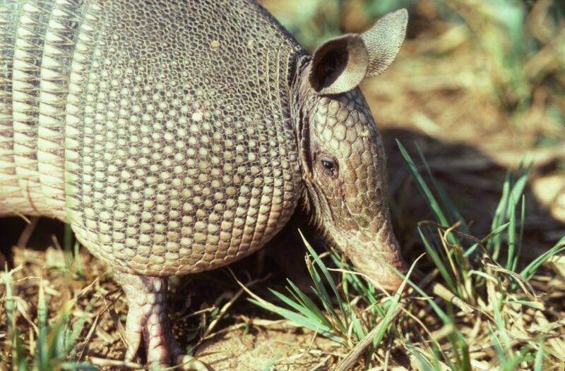 Missouri's armadillo population is on the rise (LISTEN)