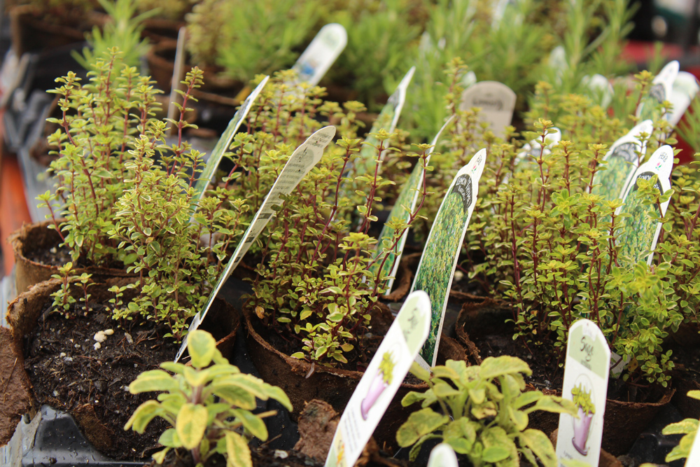 How to design a native Missouri landscape that saves water supports wildlife and looks great year round (LISTEN)