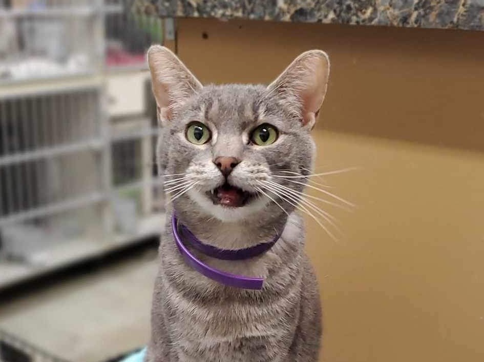 Barney the cat finds new life in Missouri