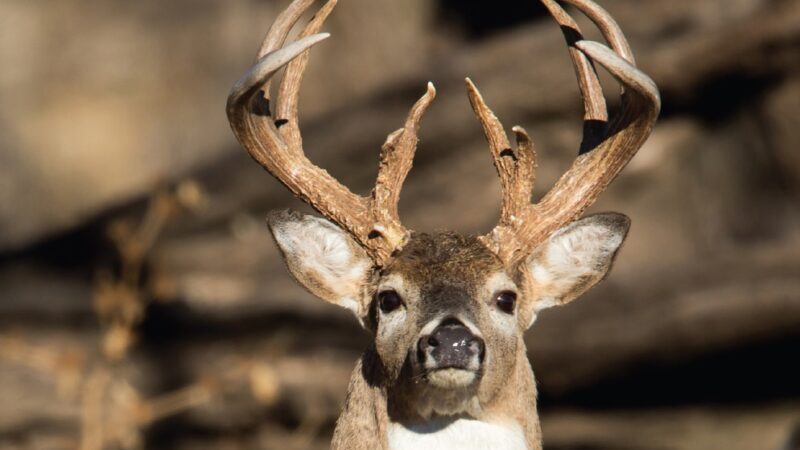 Missouri Deer Hunting 2026 New Rules CWD Changes and What Hunters Need to Know (LISTEN)
