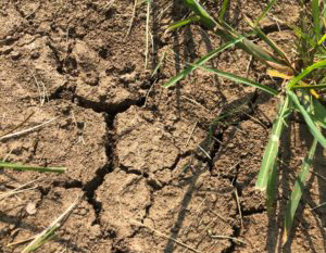Recent Rains Ease Missouri’s Drought Picture