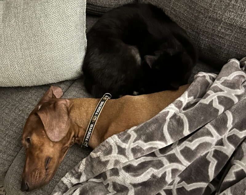 Rabies remains a threat to Missouri pets and wildlife (LISTEN)