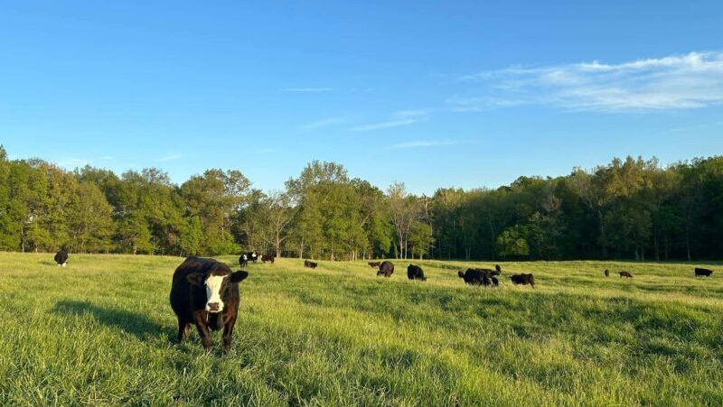 House bills would ban lab-grown meat in Missouri