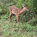 Deer (Photo by Missourinet)