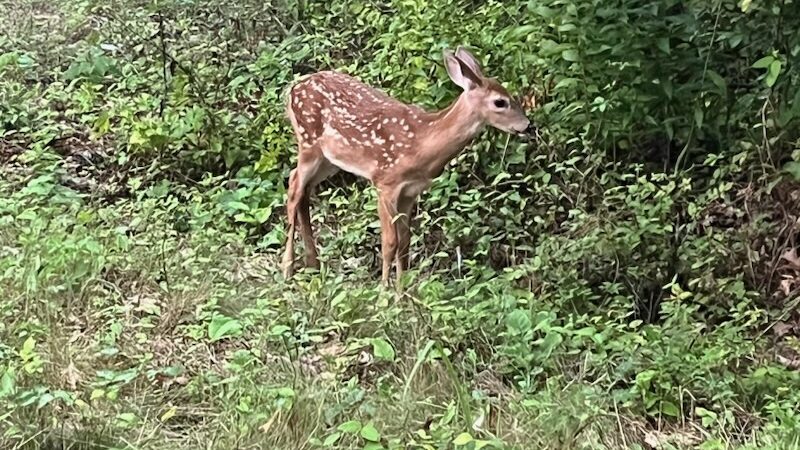Missouri Compiling New CWD Sample Results, Amid State’s Deer Hunting Season (LISTEN)