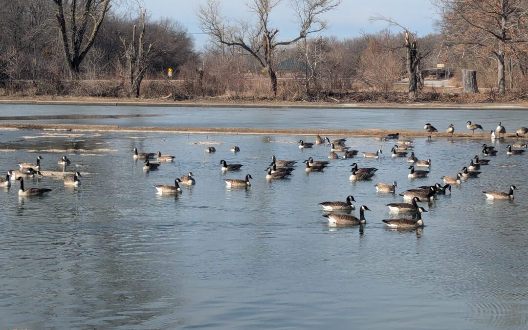 Geese (Photo by Missourinet)