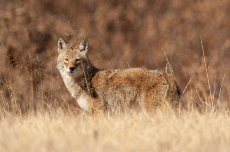 Changes to coyote hunting in Missouri (LISTEN)