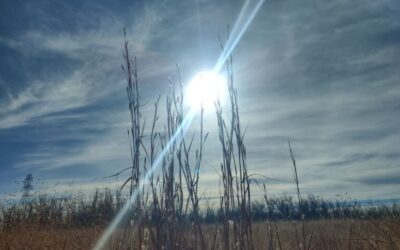 Dangerous Heat Grips Missouri as Heat Index Values Near 110 Degrees