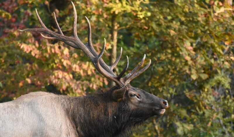 Missouri Expands Bear Hunting Opportunities While Keeping Elk Permits Limited