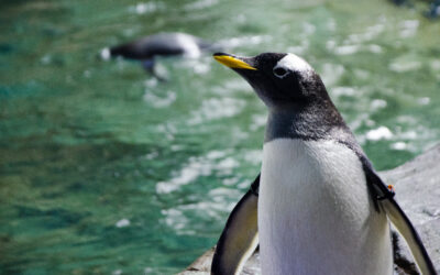 Waddle Over to the Kansas City Zoo Where Big Things Are Happening in July (LISTEN)
