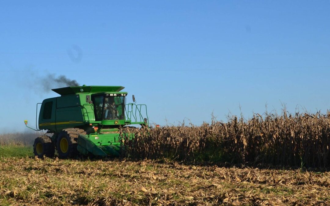It is so hot in Missouri even the corn sweats