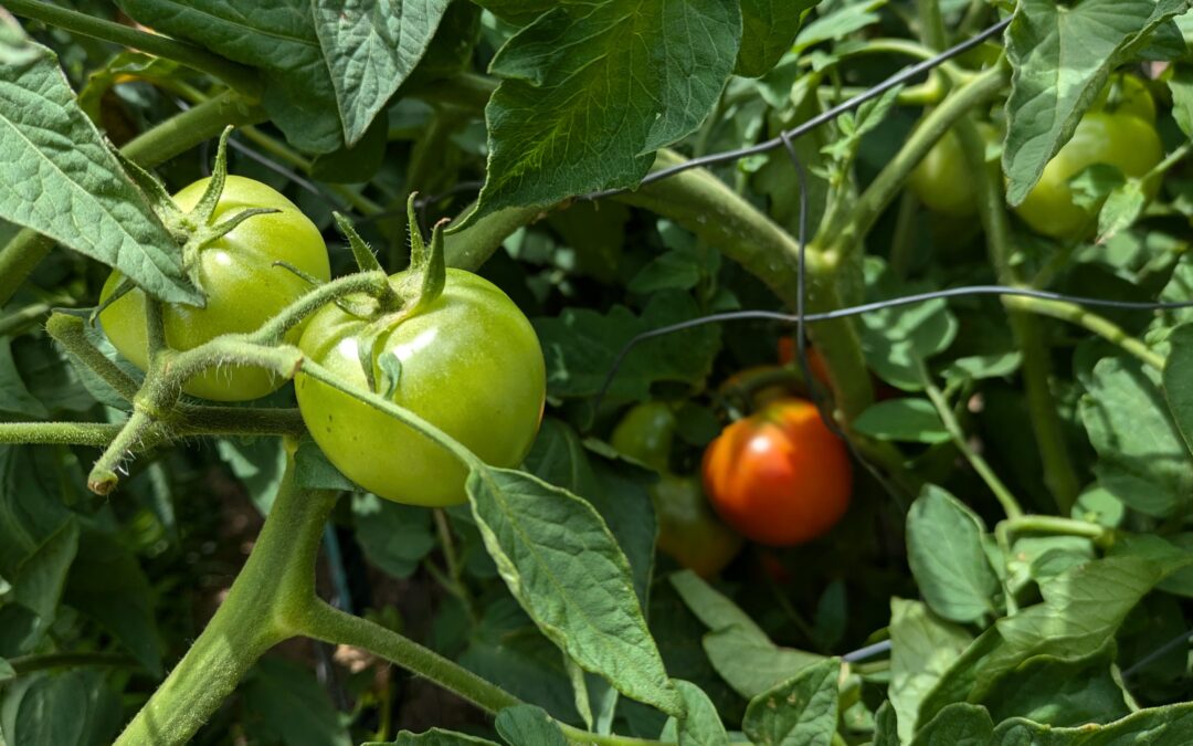 Tomato plant photo by Sue Danielson, Missourinet