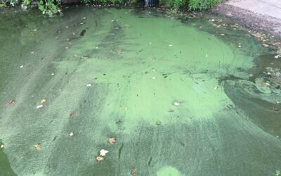 Staying Safe from the Summer Threat in Missouri Waters (LISTEN)