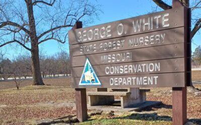 Tree program helping Missouri landowners put down roots on the cheap