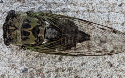 Mizzou Entomologist: Missouri trees are buzzing with cicadas