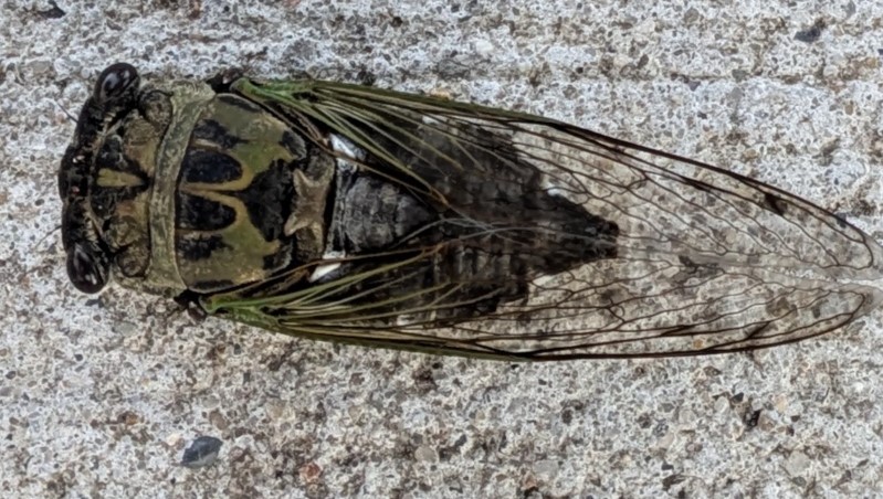 Mizzou Entomologist:  Missouri trees are buzzing with cicadas