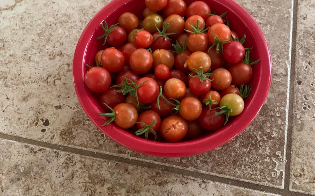 Missouri to issue partial November SNAP benefits