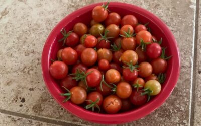 Missouri to issue partial November SNAP benefits