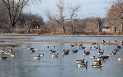 Missouri Department of Conservation reports 11 birds test positive for bird flu