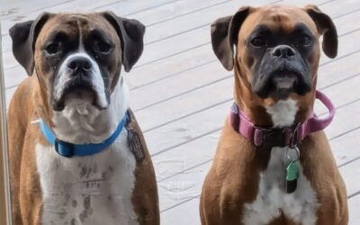 General Mills to Close Pet Food, Pizza Crust Factories in Joplin and St. Charles