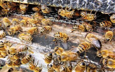 MU Extension: How to reverse Missouri’s severe decline in honey bee population (LISTEN)