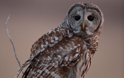 Missouri’s winter birds include majestic owls (LISTEN)