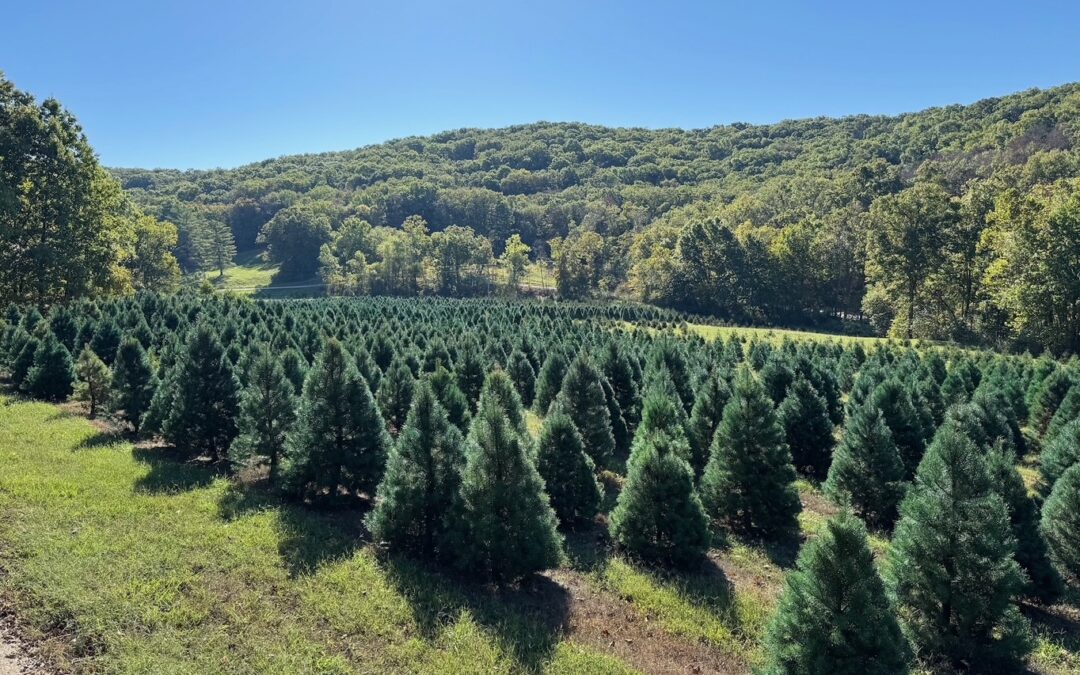 Thinking about getting a real Christmas tree? Missouri farm explains why you should get one (LISTEN)