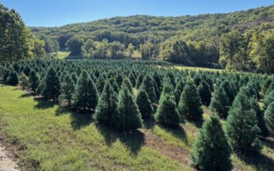 Thinking about getting a real Christmas tree? Missouri farm explains why you should get one (LISTEN)