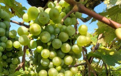 Missouri State researcher creates new Missouri wine with surprising characteristics