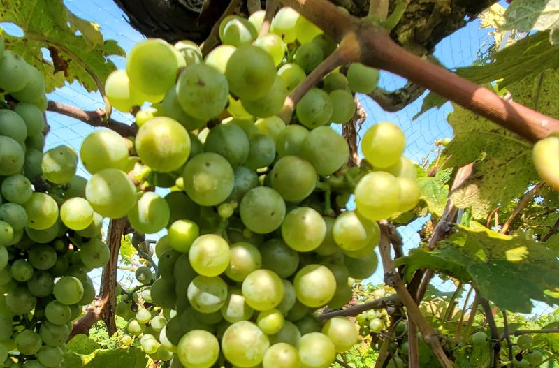 Missouri State researcher creates new Missouri wine with surprising characteristics