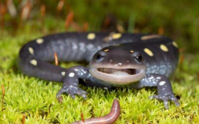 Missouri’s Spotted Salamanders Migration Happening Now Beneath Our Feet (LISTEN)