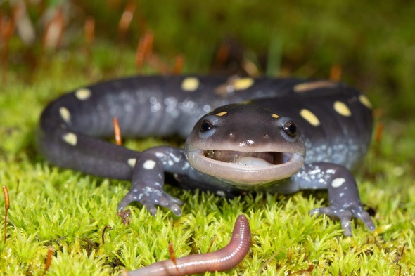 Missouri’s Spotted Salamanders Migration Happening Now Beneath Our Feet (LISTEN)