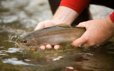 Missouri Trout Parks Report Strong Opening‑Day Numbers