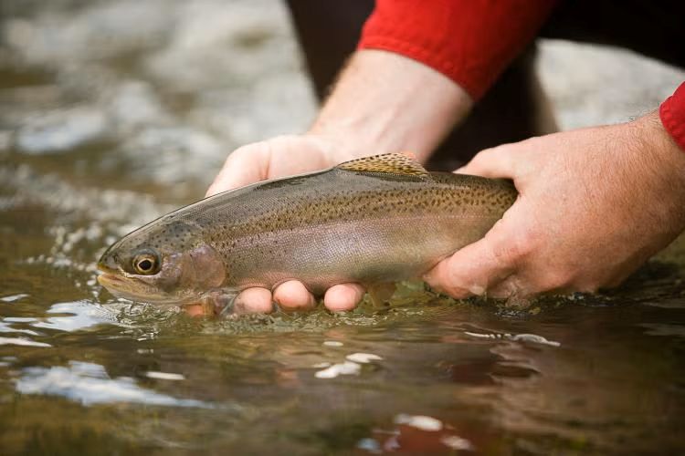 Missouri Catch & Keep Trout Season Begins Sunday