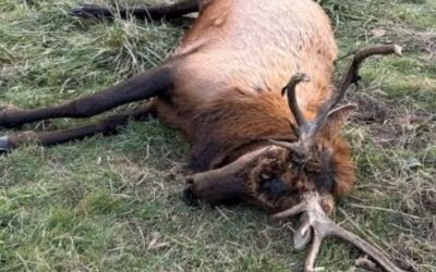 Missouri Man Facing Elk Poaching Charges
