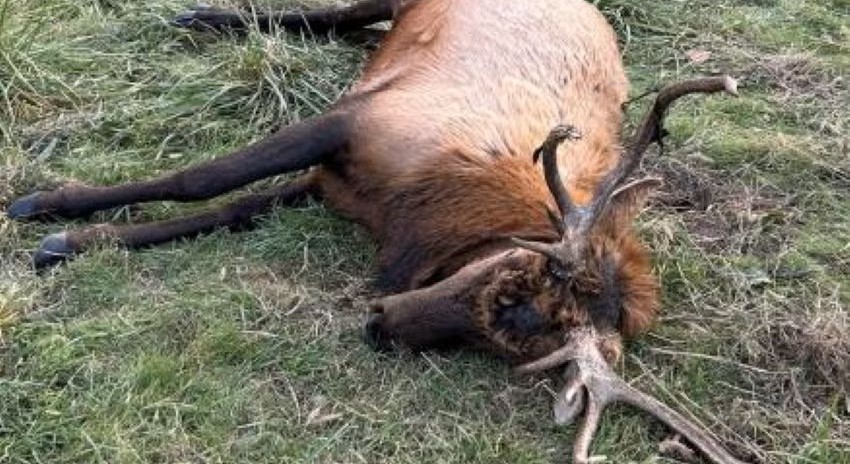 Missouri Man Facing Elk Poaching Charges