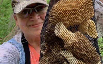 Why morel mushroom hunting in the Ozarks feels like a springtime treasure hunt you can taste (LISTEN)