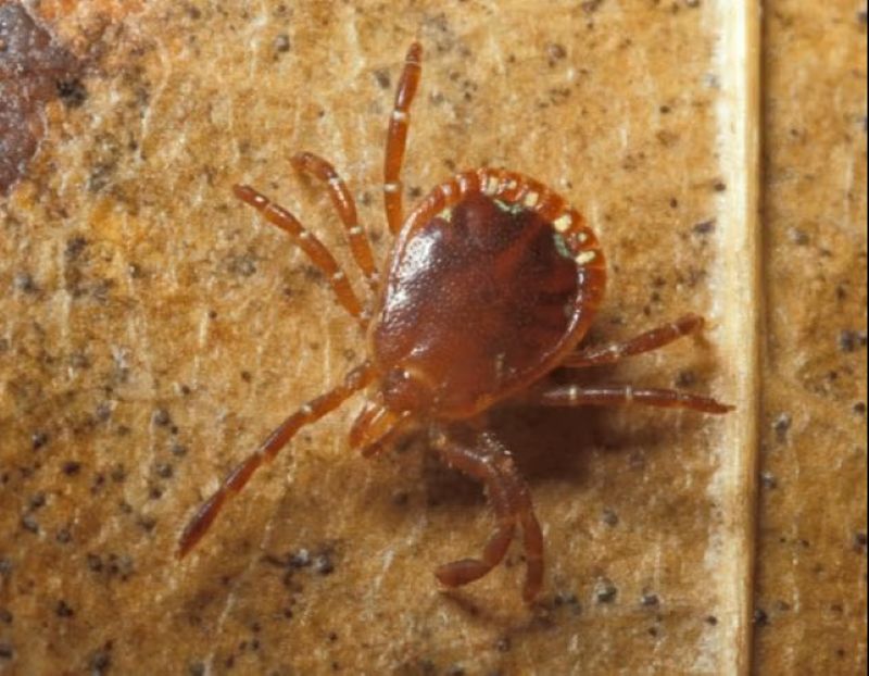 Health Providers Urging Missourians To Prevent Tick Bites