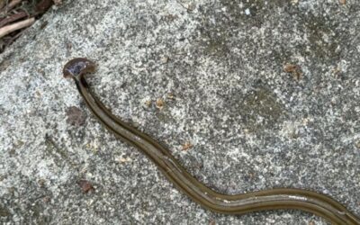 Rare Invasive Worm Wriggles Into St. Louis County Park (LISTEN)