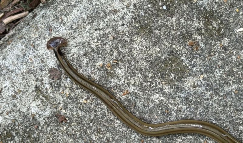 Rare Invasive Worm Wriggles Into St. Louis County Park (LISTEN)
